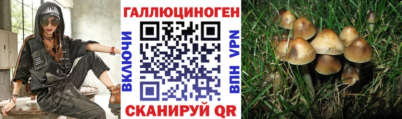 Купить  Касимов  Псилоцибиновые грибы Psilocybine cubensis 
